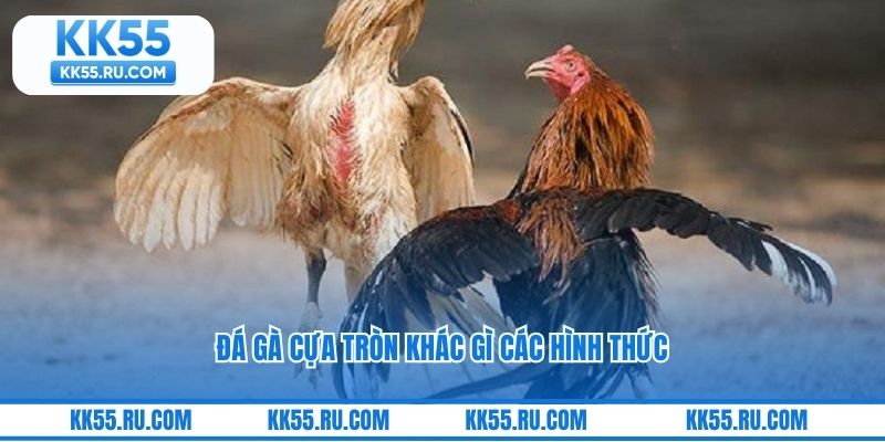 Đá gà cựa tròn khác gì các hình thức