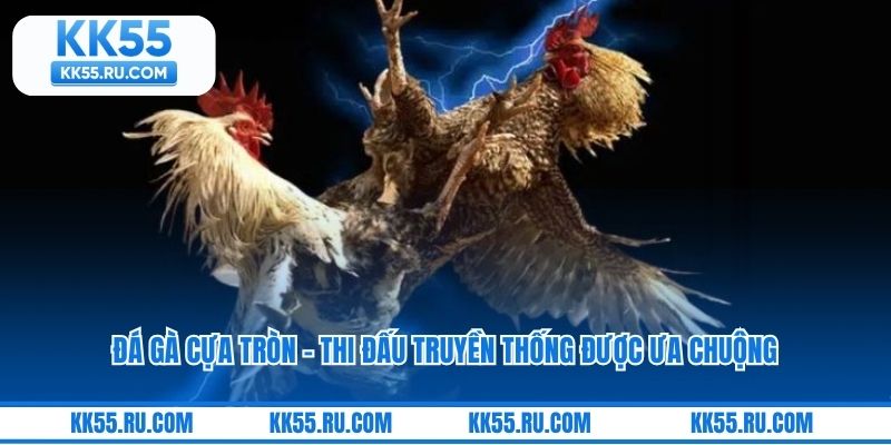 Đá Gà Cựa Tròn – Thi Đấu Truyền Thống Được Ưa Chuộng