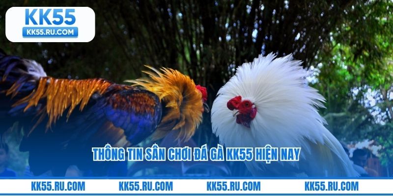 Thông tin sân chơi đá gà KK55 hiện nay