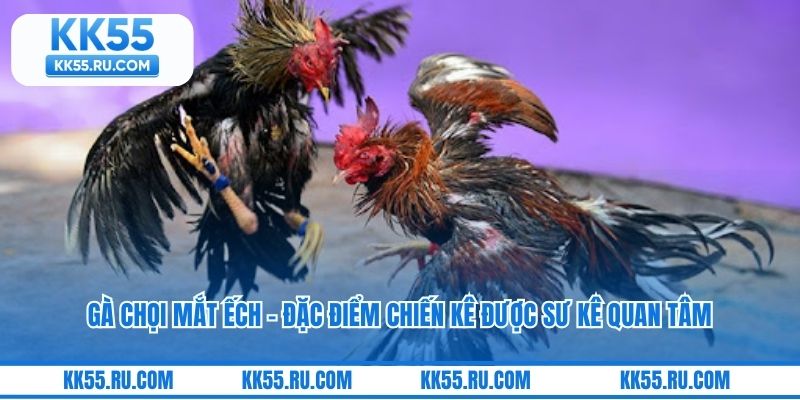 Gà Chọi Mắt Ếch – Đặc Điểm Chiến Kê Được Sư Kê Quan Tâm